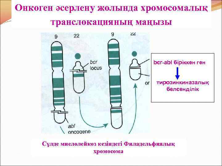 Онкоген әсерлену жолында хромосомалық транслокацияның маңызы bcr-abl біріккен ген тирозинкиназалық белсенділік Сүлде миелолейкоз кезіндегі