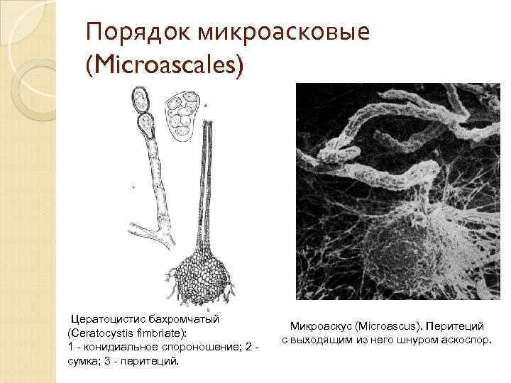 Порядок микроасковые (Microascales) Цератоцистис бахромчатый (Ceratocystis fimbriate): 1 - конидиальное спороношение; 2 - сумка;