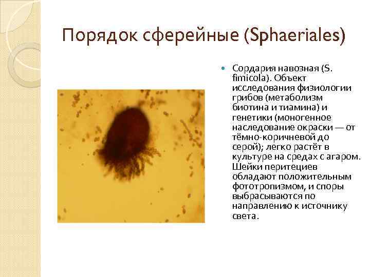 Порядок сферейные (Sphaeriales) Сордария навозная (S. fimicola). Объект исследования физиологии грибов (метаболизм биотина и