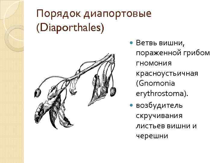 Порядок диапортовые (Diaporthales) Ветвь вишни, пораженной грибом гномония красноустьичная (Gnomonia erythrostoma). возбудитель скручивания листьев