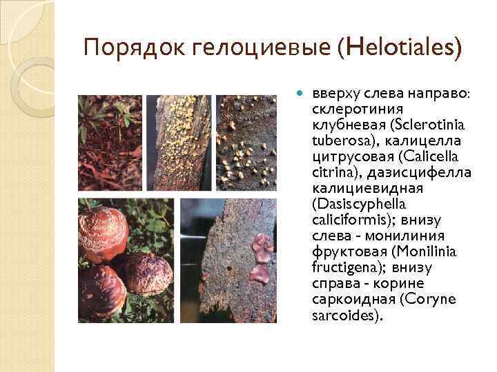 Порядок гелоциевые (Helotiales) вверху слева направо: склеротиния клубневая (Sclerotinia tuberosa), калицелла цитрусовая (Calicella citrina),