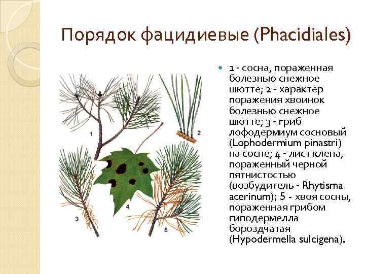 Порядок фацидиевые (Phacidiales) 1 - сосна, пораженная болезнью снежное шютте; 2 - характер поражения