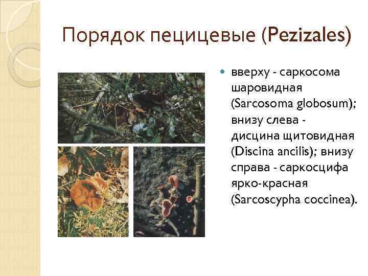 Порядок пецицевые (Pezizales) вверху - саркосома шаровидная (Sarcosoma globosum); внизу слева - дисцина щитовидная