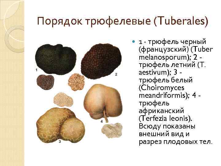 Порядок трюфелевые (Tuberales) 1 - трюфель черный (французский) (Tuber melanosporum); 2 трюфель летний (Т.