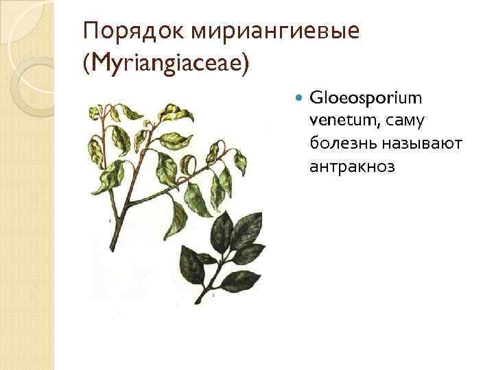 Порядок мириангиевые (Myriangiaceae) Gloeosporium venetum, саму болезнь называют антракноз 