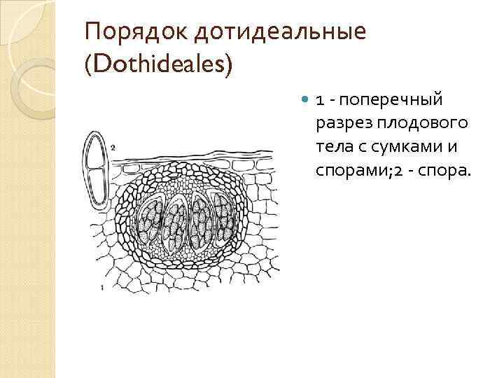 Порядок дотидеальные Порядок (Dothideales) 1 - поперечный разрез плодового тела с сумками и спорами;