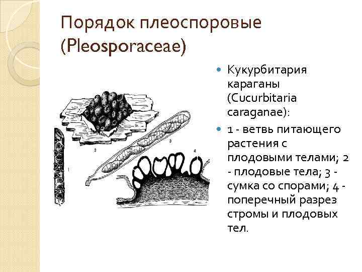 Порядок плеоспоровые Порядок (Pleosporaceae) Кукурбитария караганы (Cucurbitaria caraganae): 1 - ветвь питающего растения с