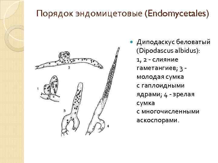 Порядок эндомицетовые (Endomycetales) Диподаскус беловатый (Dipodascus albidus): 1, 2 - слияние гаметангиев; 3 -