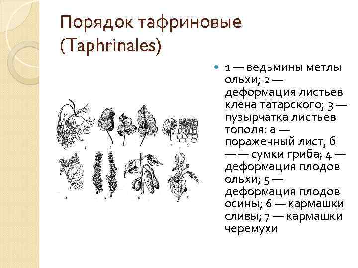 Порядок тафриновые (Taphrinales) 1 — ведьмины метлы ольхи; 2 — деформация листьев клена татарского;