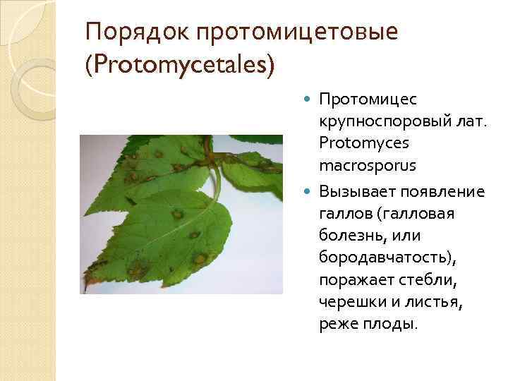 Порядок протомицетовые (Protomycetales) Протомицес крупноспоровый лат. Protomyces macrosporus Вызывает появление галлов (галловая болезнь, или