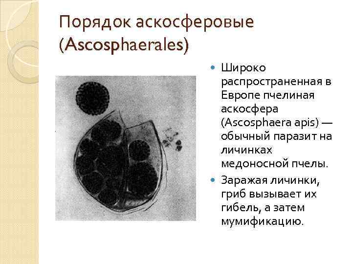 Порядок аскосферовые (Ascosphaerales) Широко распространенная в Европе пчелиная аскосфера (Ascosphaera apis) — обычный паразит