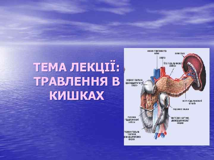 ТЕМА ЛЕКЦІЇ: ТРАВЛЕННЯ В КИШКАХ 