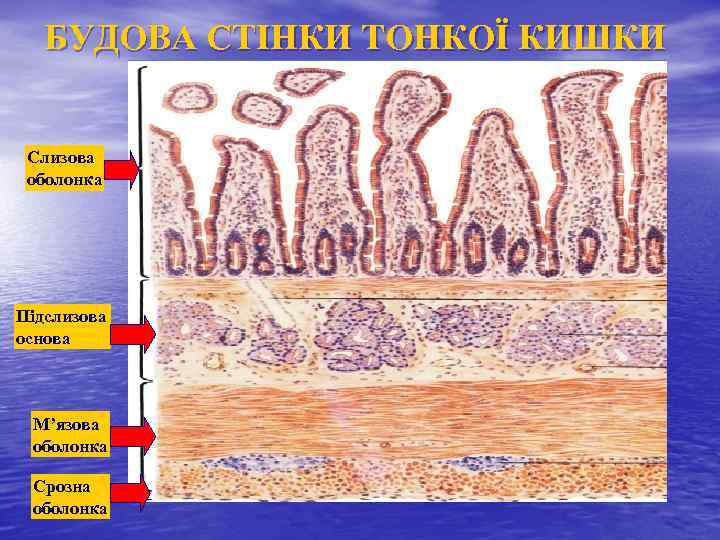 БУДОВА СТІНКИ ТОНКОЇ КИШКИ Слизова оболонка Підслизова основа М’язова оболонка Срозна оболонка 