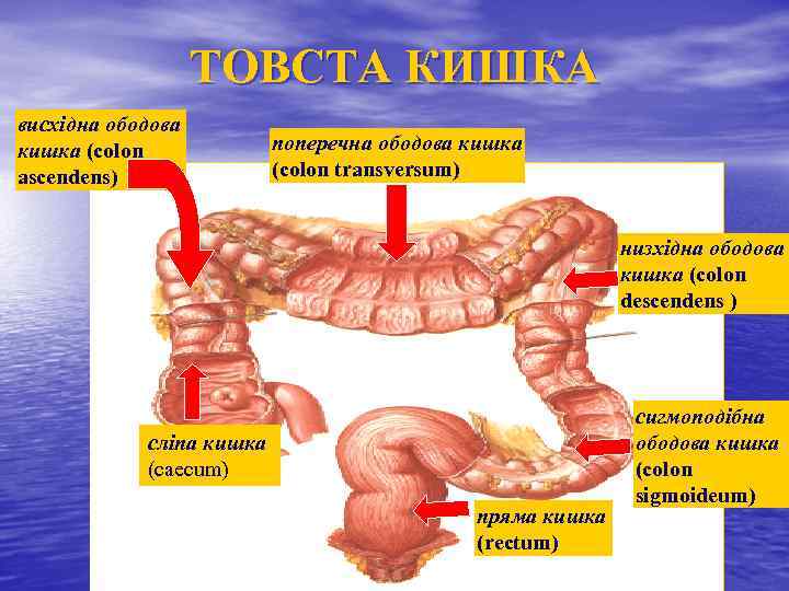 ТОВСТА КИШКА висхідна ободова кишка (colon ascendens) поперечна ободова кишка (colon transversum) низхідна ободова