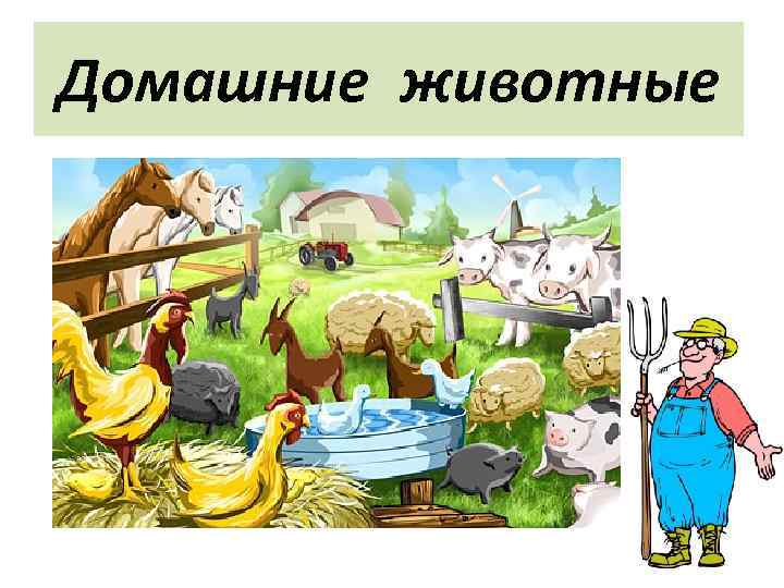 Домашние животные 