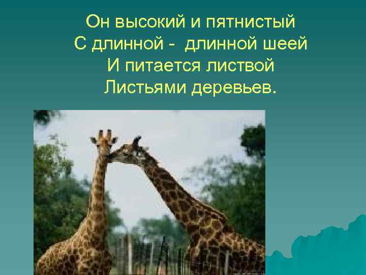 Он высокий и пятнистый С длинной - длинной шеей И питается листвой Листьями деревьев.