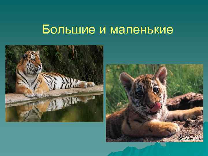 Большие и маленькие 