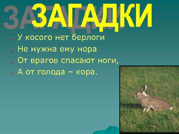 У косого нет берлоги Не нужна ему нора От врагов спасают ноги, А от