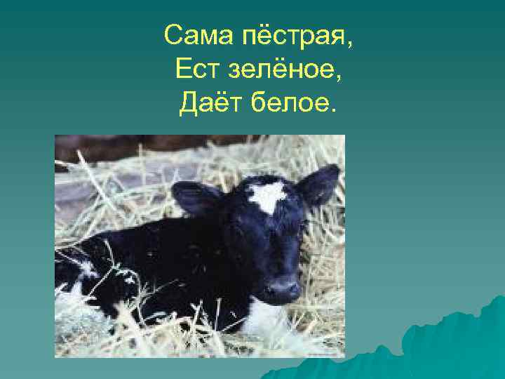 Сама пёстрая, Ест зелёное, Даёт белое. 