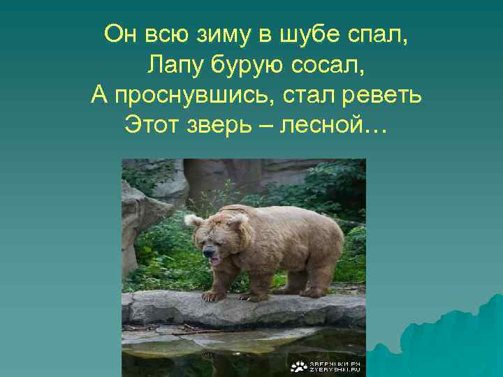 Он всю зиму в шубе спал, Лапу бурую сосал, А проснувшись, стал реветь Этот