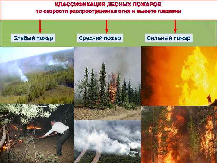 КЛАССИФИКАЦИЯ ЛЕСНЫХ ПОЖАРОВ по скорости распространения огня и высоте пламени Слабый пожар Средний пожар