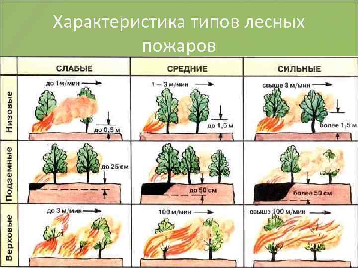 Характеристика типов лесных пожаров 