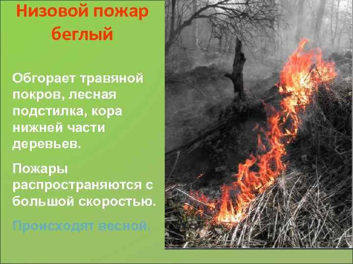 Низовой пожар беглый Обгорает травяной покров, лесная подстилка, кора нижней части деревьев. Пожары распространяются