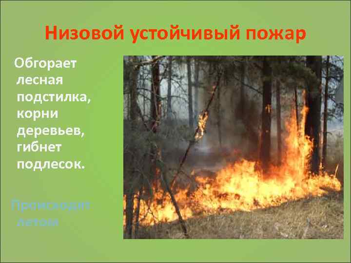 Низовой устойчивый пожар Обгорает лесная подстилка, корни деревьев, гибнет подлесок. Происходят летом 