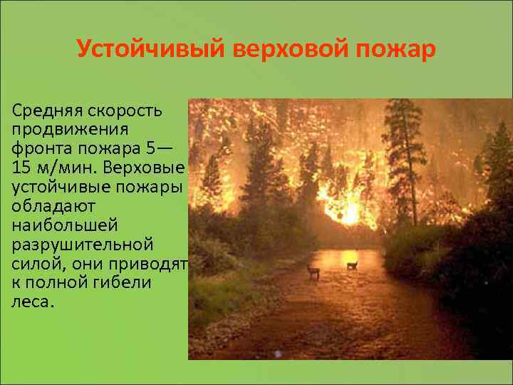 Устойчивый верховой пожар Средняя скорость продвижения фронта пожара 5— 15 м/мин. Верховые устойчивые пожары