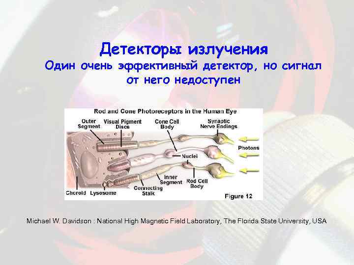 Детекторы излучения Один очень эффективный детектор, но сигнал от него недоступен Michael W. Davidson