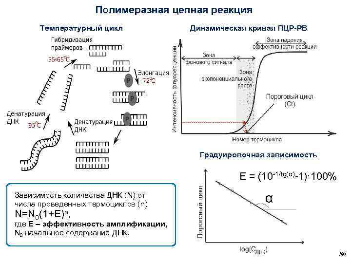 Полимеразная цепная реакция Температурный цикл Динамическая кривая ПЦР-РВ Градуировочная зависимость E = (10 -1/tg(α)-1)·