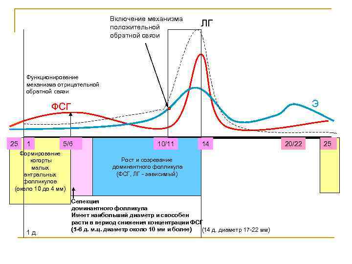 Включение механизма положительной обратной связи ЛГ Функционирование механизма отрицательной обратной связи Э ФСГ 25