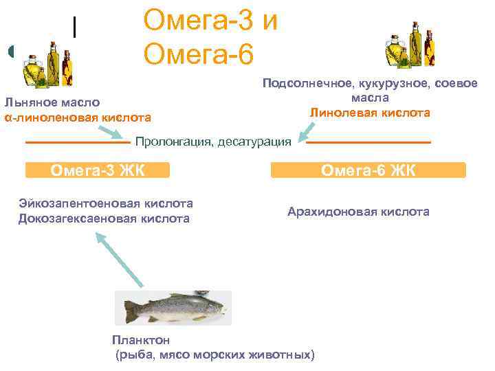 Омега-3 и Омега-6 Льняное масло α-линоленовая кислота Подсолнечное, кукурузное, соевое масла Линолевая кислота Пролонгация,