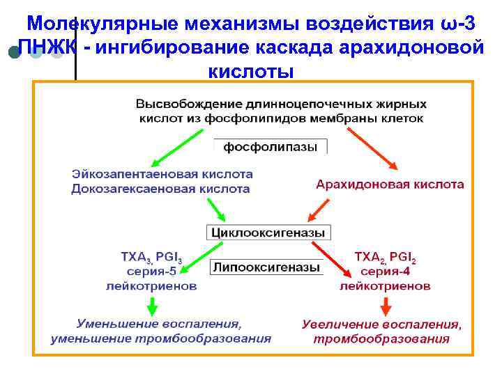 Молекулярные механизмы воздействия ω-3 ПНЖК - ингибирование каскада арахидоновой кислоты 
