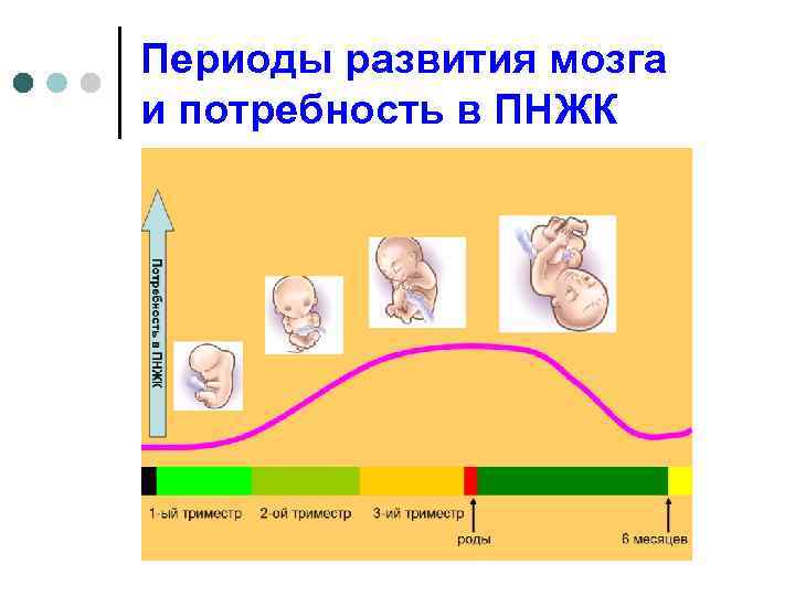 Периоды развития мозга и потребность в ПНЖК 