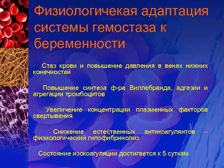 Физиологичекая адаптация системы гемостаза к беременности Стаз крови и повышение давления в венах нижних