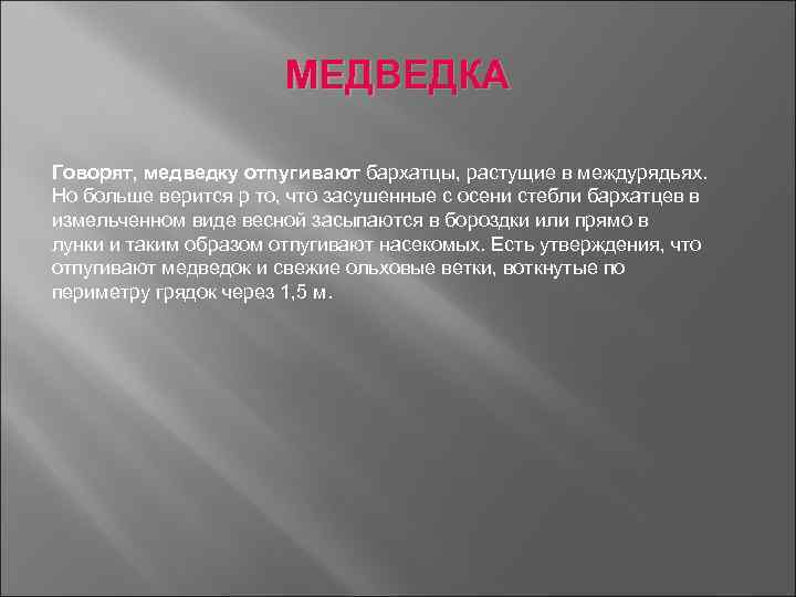 МЕДВЕДКА Говорят, медведку отпугивают бархатцы, растущие в междурядьях. Но больше верится р то, что