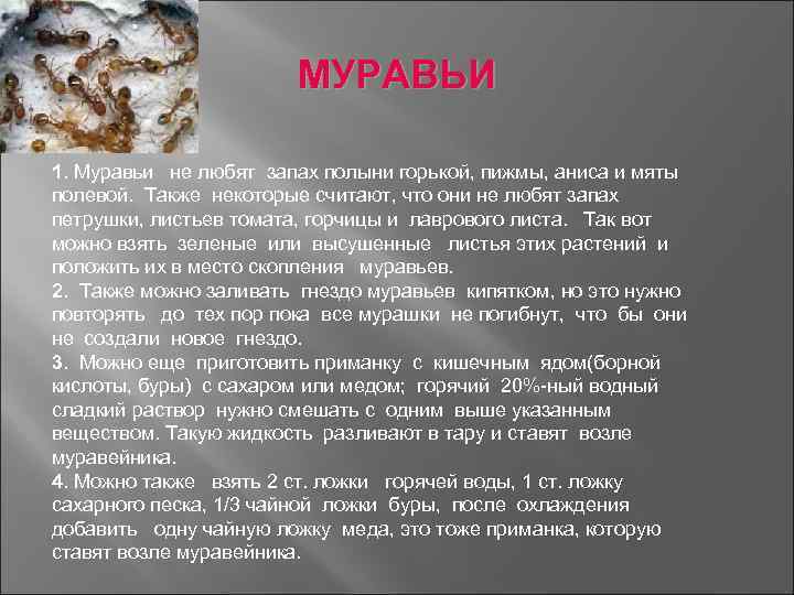 МУРАВЬИ 1. Муравьи не любят запах полыни горькой, пижмы, аниса и мяты полевой. Также