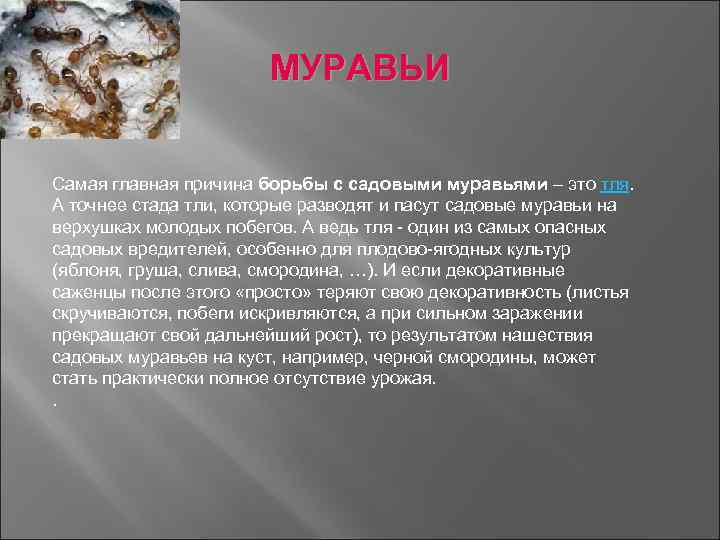 МУРАВЬИ Самая главная причина борьбы с садовыми муравьями – это тля. А точнее стада