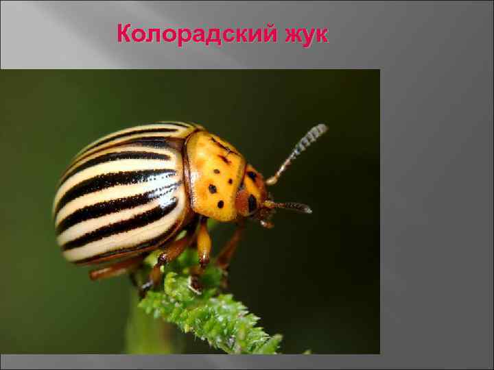 Колорадский жук 