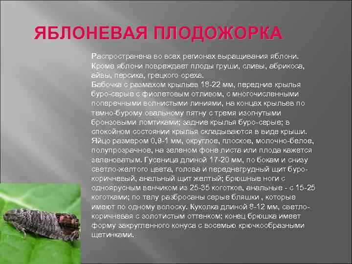ЯБЛОНЕВАЯ ПЛОДОЖОРКА Распространена во всех регионах выращивания яблони. Кроме яблони повреждает плоды груши, сливы,