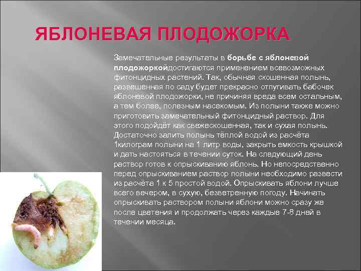 ЯБЛОНЕВАЯ ПЛОДОЖОРКА Замечательные результаты в борьбе с яблоневой плодожоркойдостигаются применением всевозможных фитонцидных растений. Так,