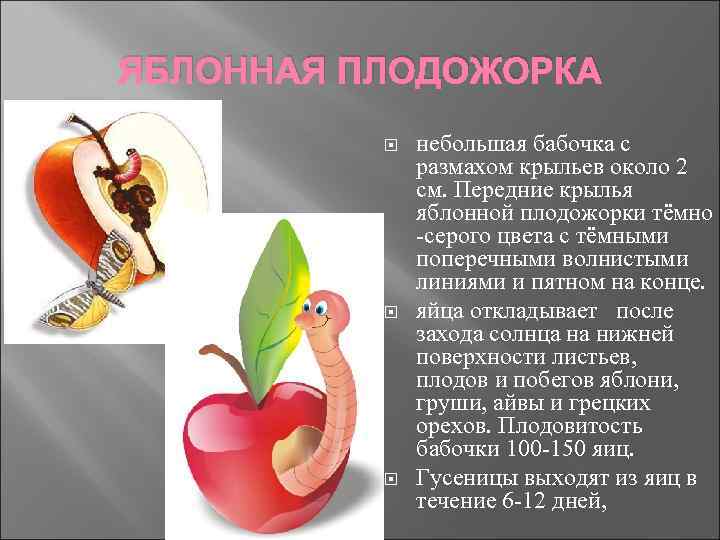 ЯБЛОННАЯ ПЛОДОЖОРКА небольшая бабочка с размахом крыльев около 2 см. Передние крылья яблонной плодожорки