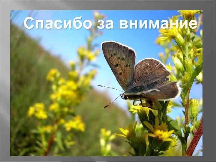 Спасибо за внимание 