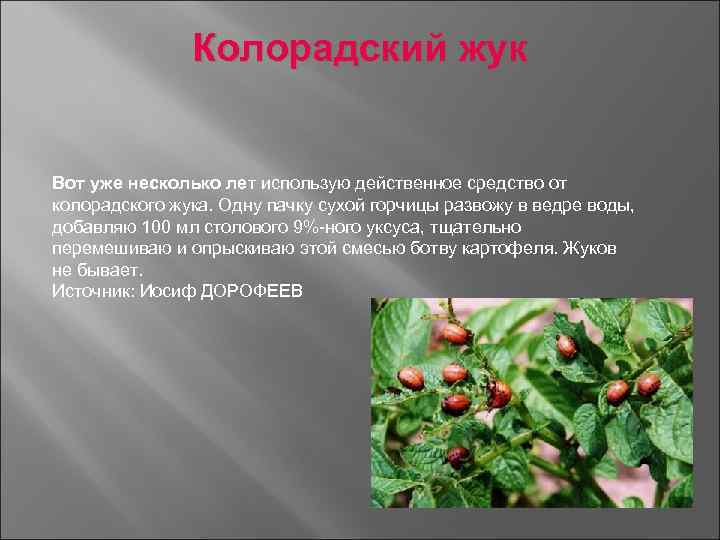 Колорадский жук Вот уже несколько лет использую действенное средство от колорадского жука. Одну пачку