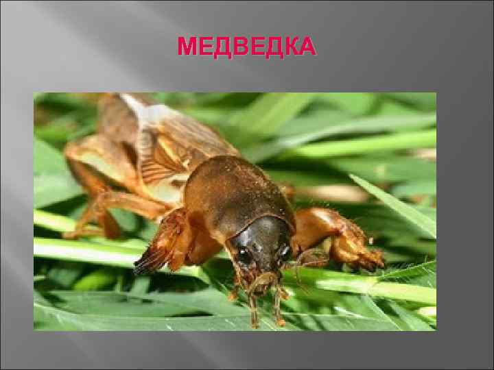 МЕДВЕДКА 