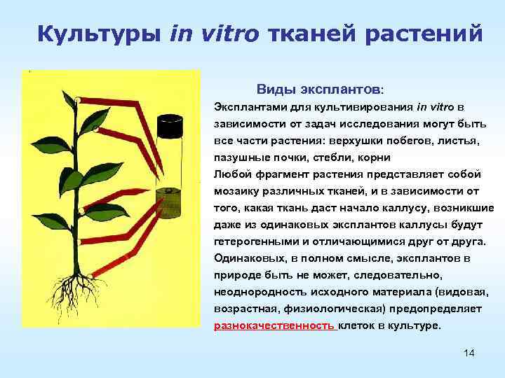 Культуры in vitro тканей растений Виды эксплантов: Эксплантами для культивирования in vitro в зависимости