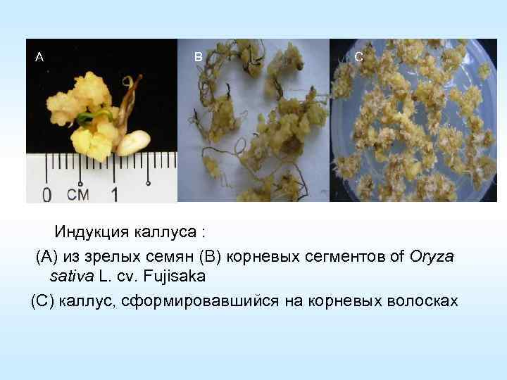 A B C Индукция каллуса : (A) из зрелых семян (B) корневых сегментов of