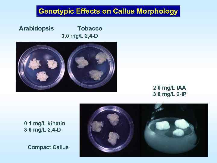 Genotypic Effects on Callus Morphology Arabidopsis Tobacco 3. 0 mg/L 2, 4 D 2.