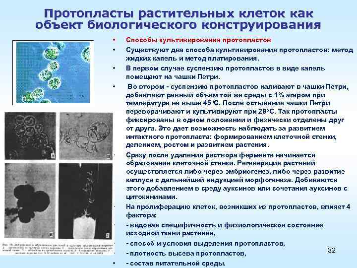 Влияние солей тяжелых металлов на плазмолиз протопласта растительной клетки проект